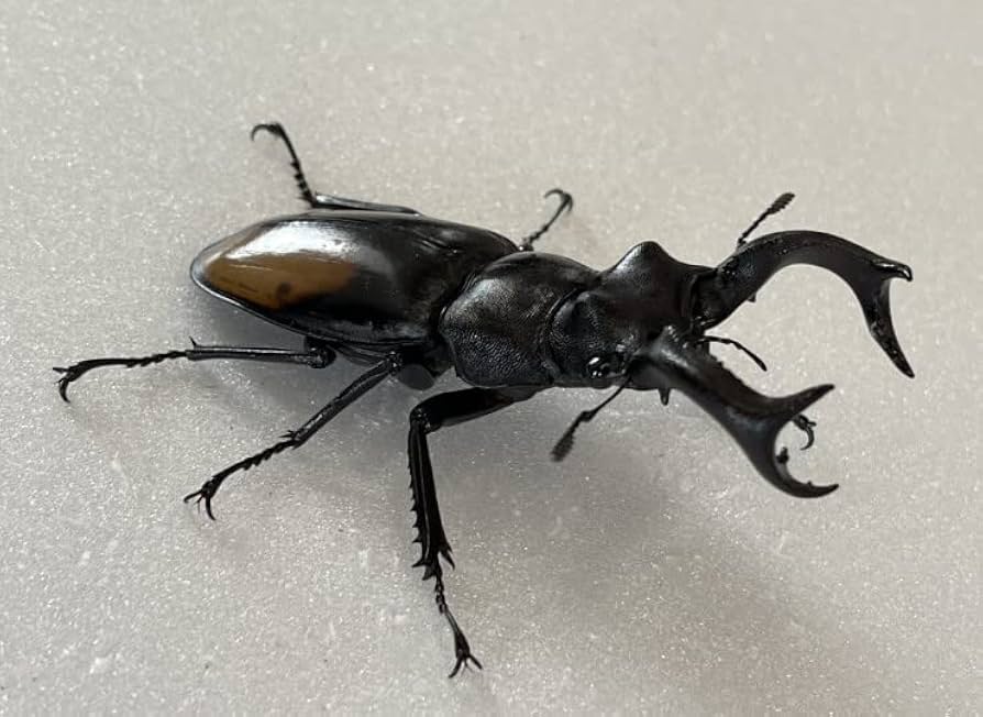 H.セアカ(パリー)フタマタクワガタ4体セット野外品75〜88㍉ Amazon | 【DDA】パリーフタマタ(セアカフタマタ) 成虫 ペア WD